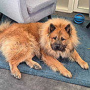 Loki participe au concours pour gagner de l'argent avec cette photo : dog, fluffy, golden_brown, lying_down, blue_rug, gray_chair, indoor, pet_toy, calm, furry, paw, ears, face, flooring, furniture, domestic, resting, canine, home, relaxed