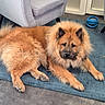 dog, fluffy, golden_brown, lying_down, blue_rug, gray_chair, indoor, pet_toy, calm, furry, paw, ears, face, flooring, furniture, domestic, resting, canine, home, relaxed