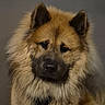 Loki participe au concours pour gagner de l'argent avec cette photo : dog, fluffy, brown, portrait, closeup, pet, animal, canine, fur, ears, face, muzzle, indoors, cute, furry, looking, expression, domestic_animal, companion, adorable