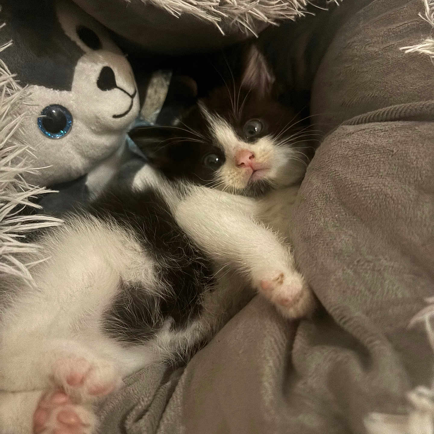 Alpacino participe au concours pour gagner de l'argent avec cette photo : animal, bed, bedroom, blanket, canine, cat, couch, dog, furniture, indoors, kitten, manx, person, pet, puppy, quilt, rat, rodent, room, sleeping