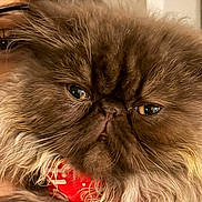 Sage joined the competition — help win amazing prizes! animal, brown, cat, closeup, cozy, cute, domestic, expression, eyes, face, fluffy, fur, furry, indoor, nose, person_partial, pet, portrait, scarf, whiskers