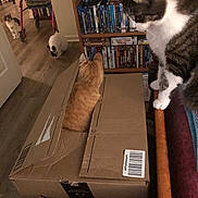 Olivia joined the competition — help win amazing prizes! cat, cardboard_box, indoor, tabby_cat, ginger_cat, floor, bookshelf, wood_floor, chair, curious, pet, feline, domestic_animal, multiple_cats, home, sitting, looking, brown, white, black