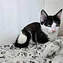 Beerus participe au concours pour gagner de l'argent avec cette photo : kitten, cat, black_and_white, feline, pet, animal, cute, young, resting, blanket, soft, indoor, whiskers, ears, face, fur, small, domestic, curious, lying_down