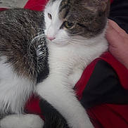 Houdini is registered to the contest to win money with this photo: animal, black_blanket, cat, closeup, comfort, cozy, cute, domestic_cat, fur, hand, indoors, mammal, paw, pet, red_blanket, relaxing, resting, tabby, whiskers, white_fur