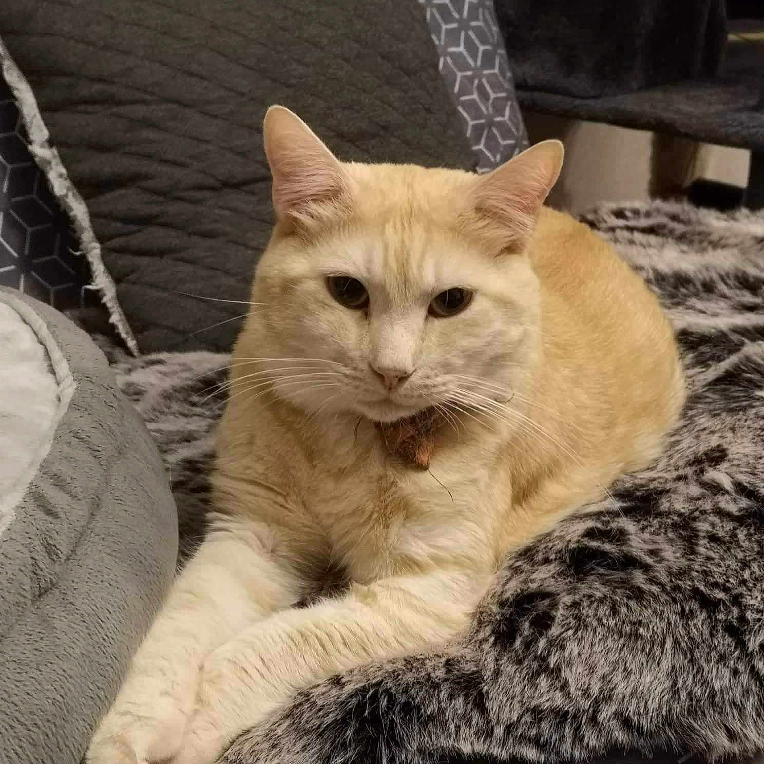 Murphy