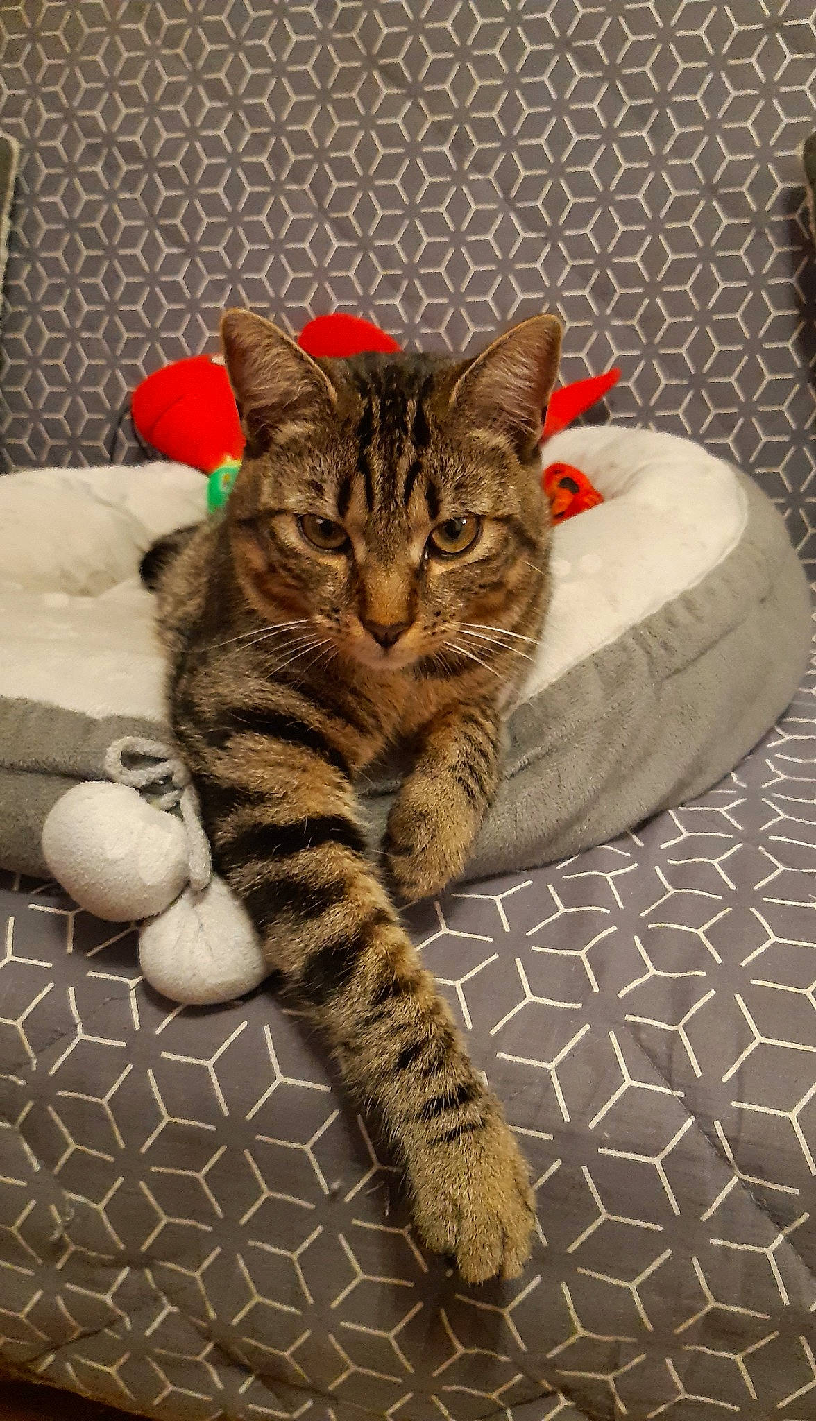 Saphir a rejoint le concours — aidez-le/la à gagner de superbes lots ! carnivore, cat, claw, comfort, domestic_short_haired_cat, door, felidae, flooring, foot, fur, paw, sitting, small_to_medium_sized_cats, snout, tail, terrestrial_animal, whiskers