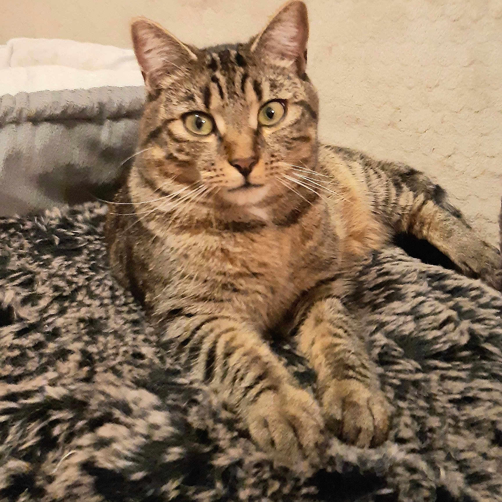 Saphir