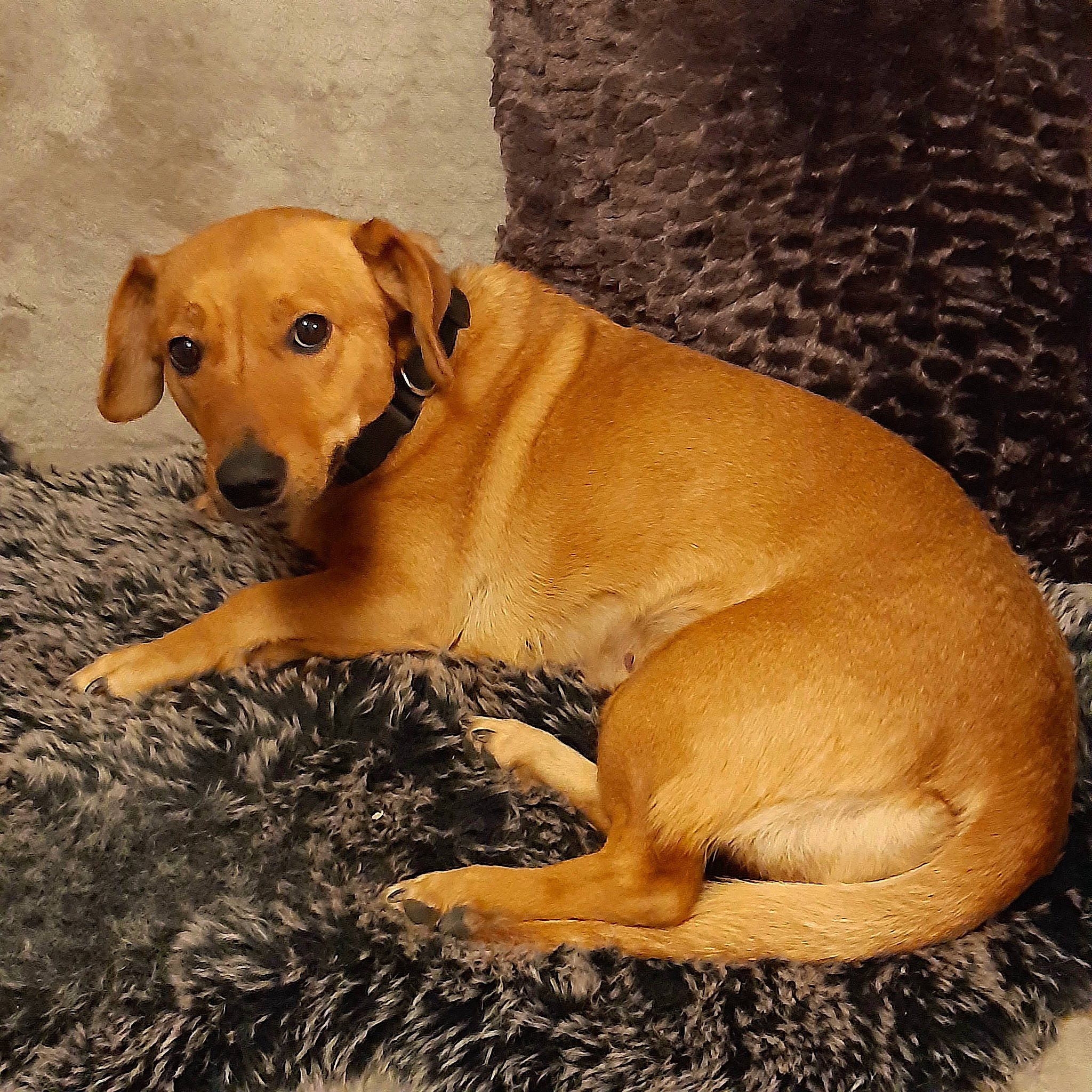 Maya participe au concours pour gagner de l'argent avec cette photo : canidae, carnivore, comfort, companion_dog, dog, dog_breed, dog_supply, fawn, hunting_dog, paw, pet_supply, plant, snout, sporting_group, tail, terrestrial_animal, whiskers, wildlife, wood, working_animal