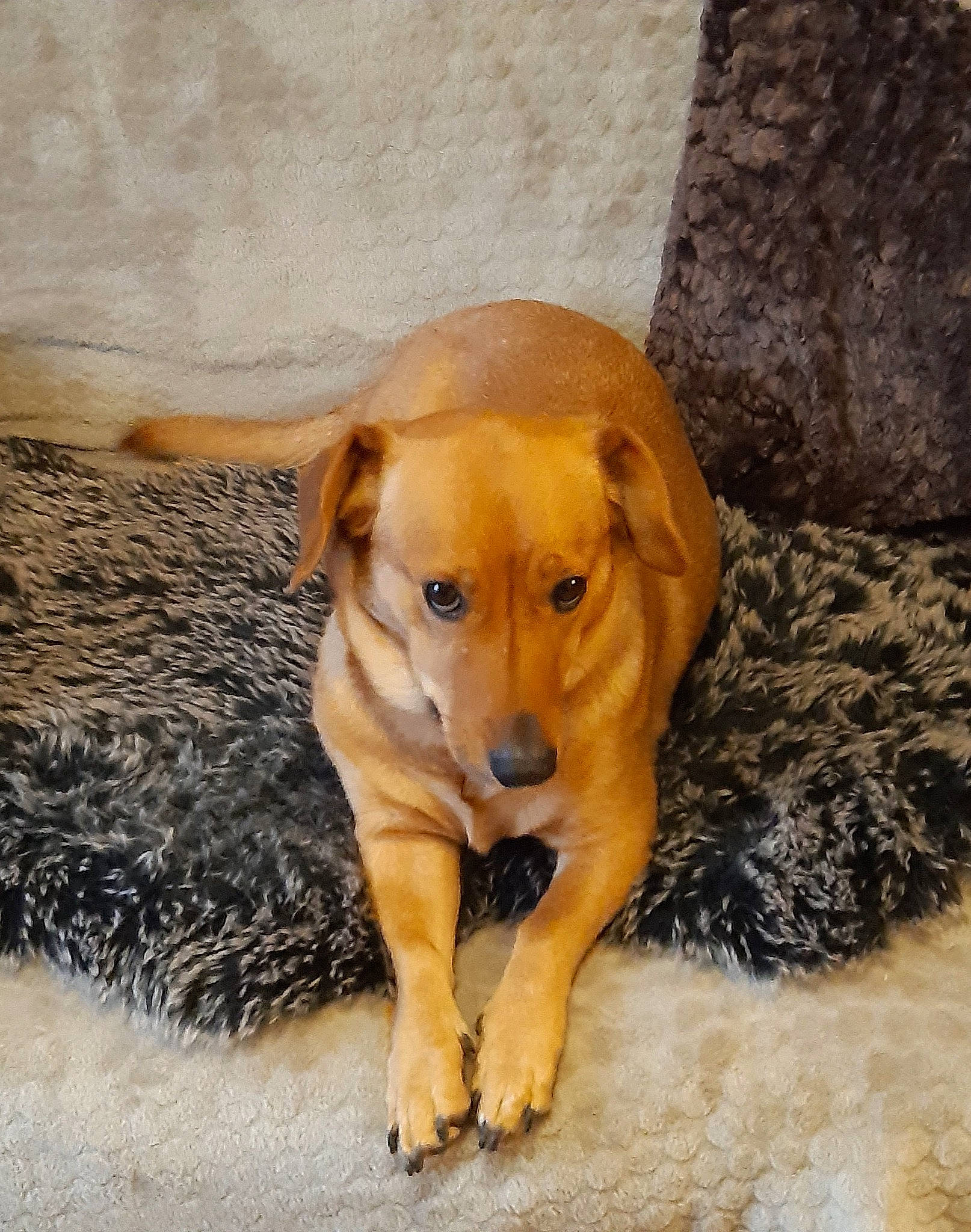 Maya a rejoint le concours — aidez-le/la à gagner de superbes lots ! carnivore, companion_dog, dog, dog_breed, fawn, flooring, gun_dog, liver, mammal, paw, pet_supply, plant, snout, sporting_group, tail, terrestrial_animal, vertebrate, whiskers, wood, working_animal