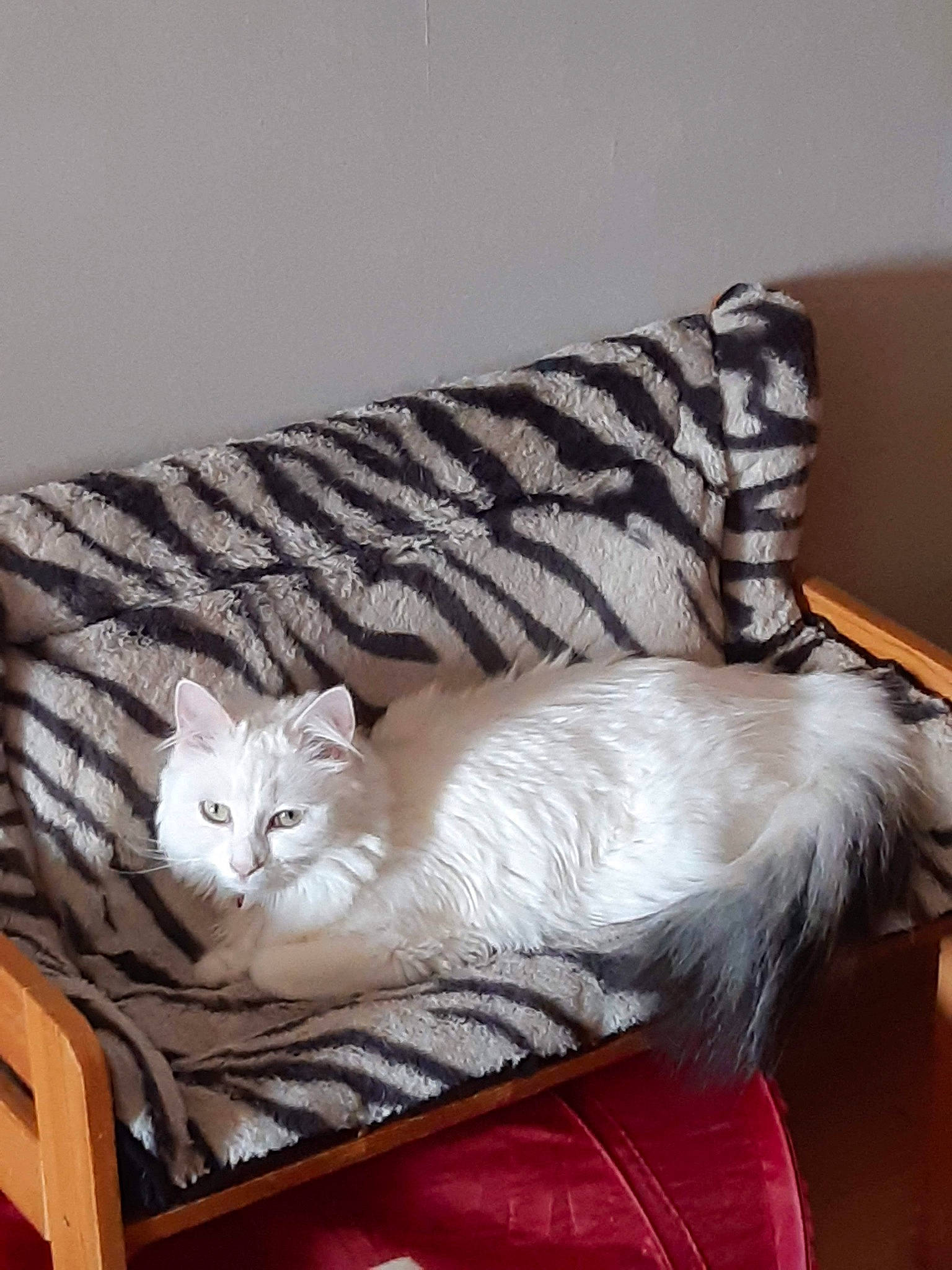 Eira participe au concours pour gagner de l'argent avec cette photo : bed, carnivore, cat, cat_supply, chair, comfort, couch, domestic_short_haired_cat, drawer, fawn, felidae, fur, furniture, linens, mammal, small_to_medium_sized_cats, tail, vertebrate, whiskers, wood