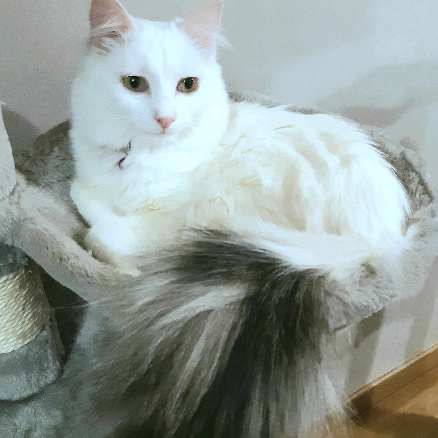 Eira