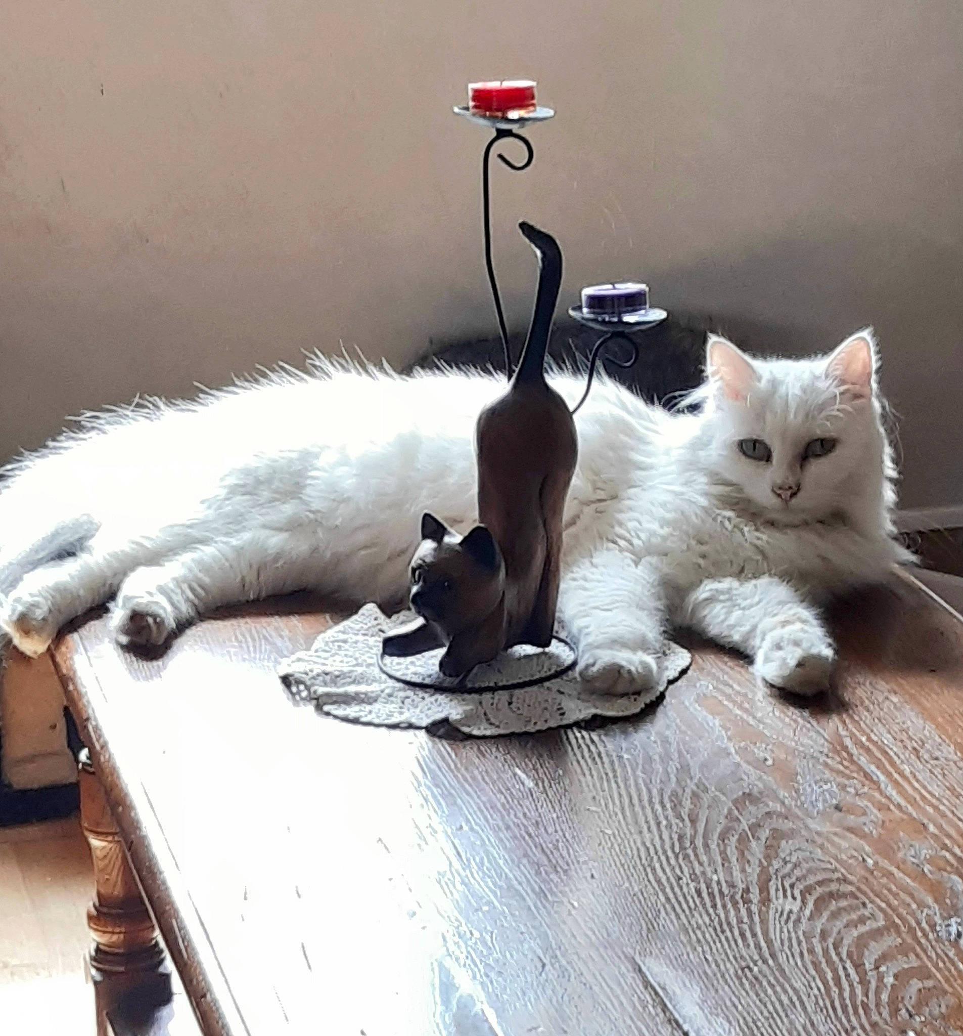 Eira a rejoint le concours — aidez-le/la à gagner de superbes lots ! carnivore, cat, comfort, companion_dog, desk, domestic_short_haired_cat, felidae, flooring, fur, grey, linens, paw, pet_supply, room, sitting, small_to_medium_sized_cats, table, tail, whiskers, wood