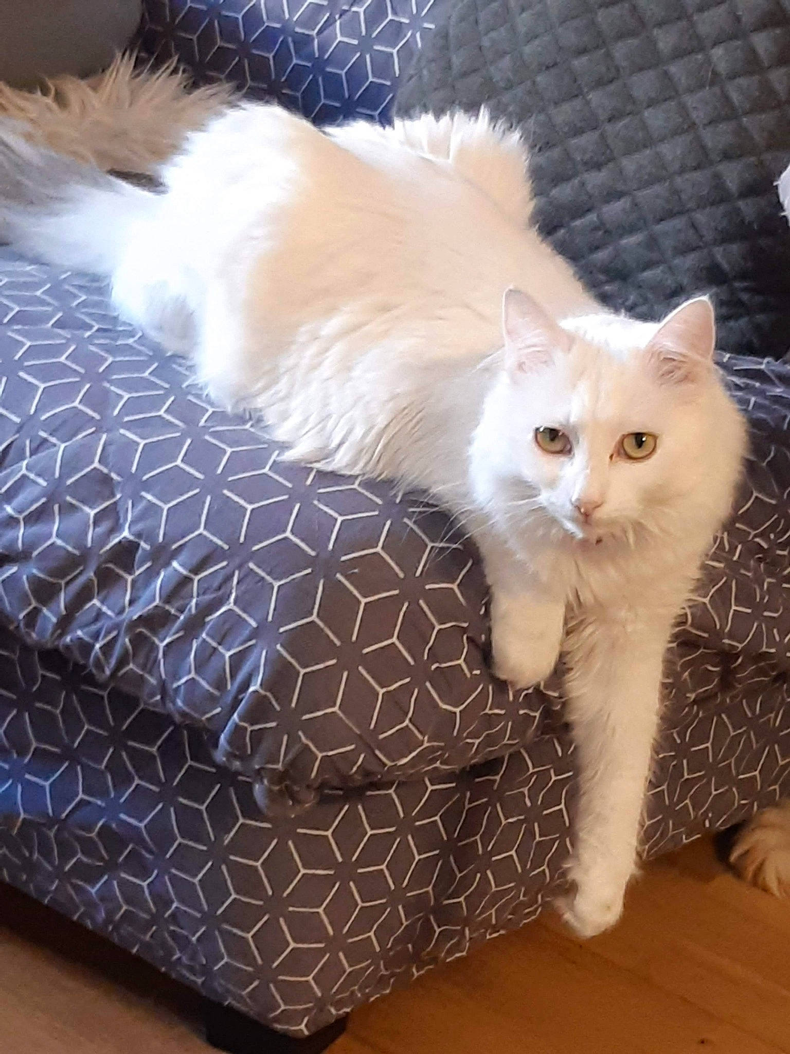 Eira participe au concours pour gagner de l'argent avec cette photo : carnivore, cat, claw, comfort, couch, domestic_short_haired_cat, eye, fawn, felidae, fur, hardwood, pattern, paw, ragdoll, small_to_medium_sized_cats, snout, tail, whiskers, wood