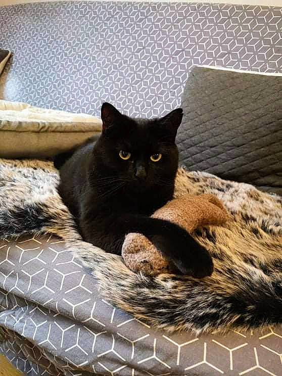 Indie participe au concours pour gagner de l'argent avec cette photo : black_cat, bombay, carnivore, cat, cat_supply, comfort, domestic_short_haired_cat, felidae, flooring, fur, grey, pattern, pet_supply, small_to_medium_sized_cats, snout, tail, terrestrial_animal, whiskers, window, wood