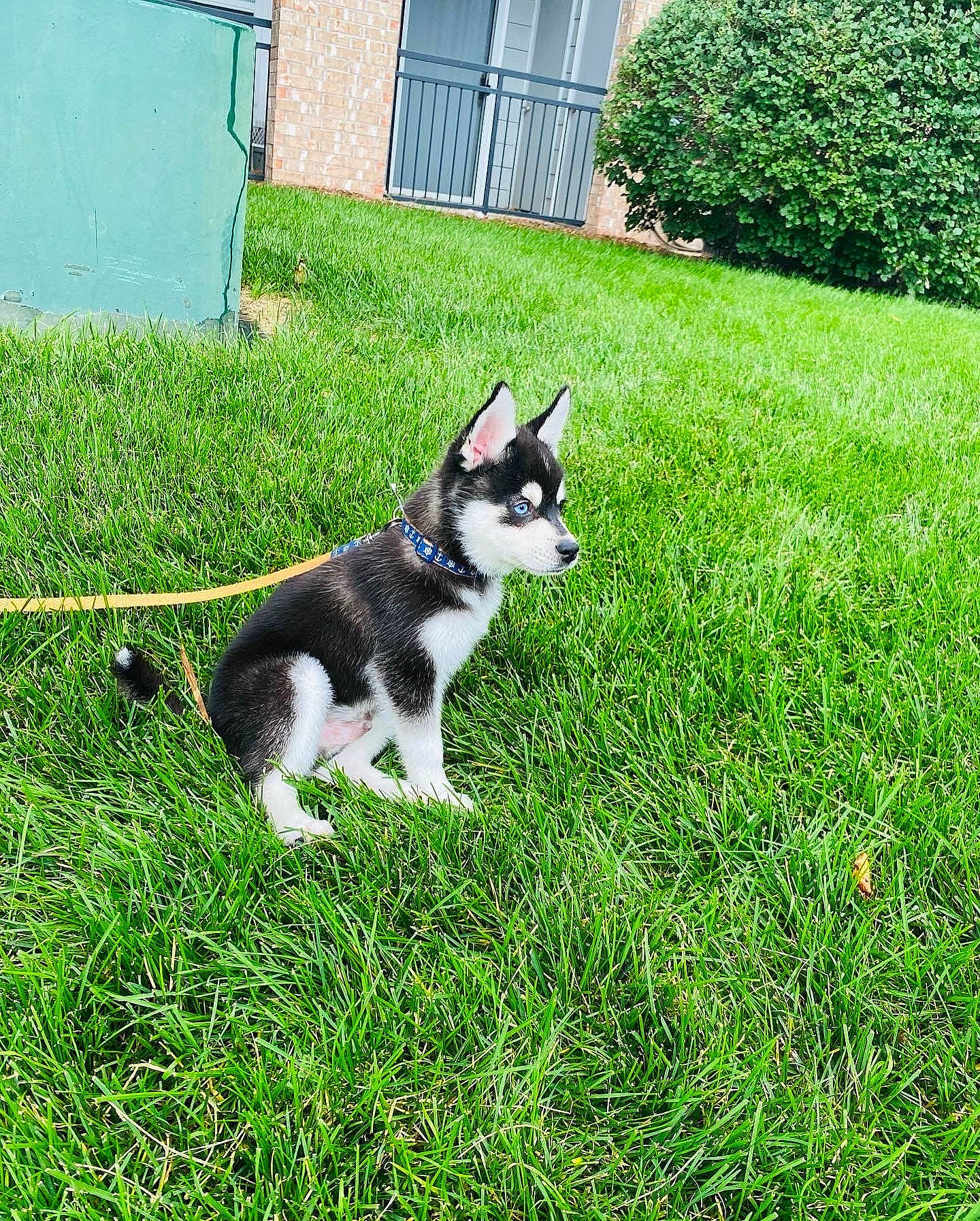 Clifford is registered to the contest to win money with this photo: canidae, carnivore, cat, companion_dog, dog_breed, felidae, fur, grass, green, groundcover, lawn, plant, shrub, small_to_medium_sized_cats, snout, sporting_group, tail, tree, whiskers, window