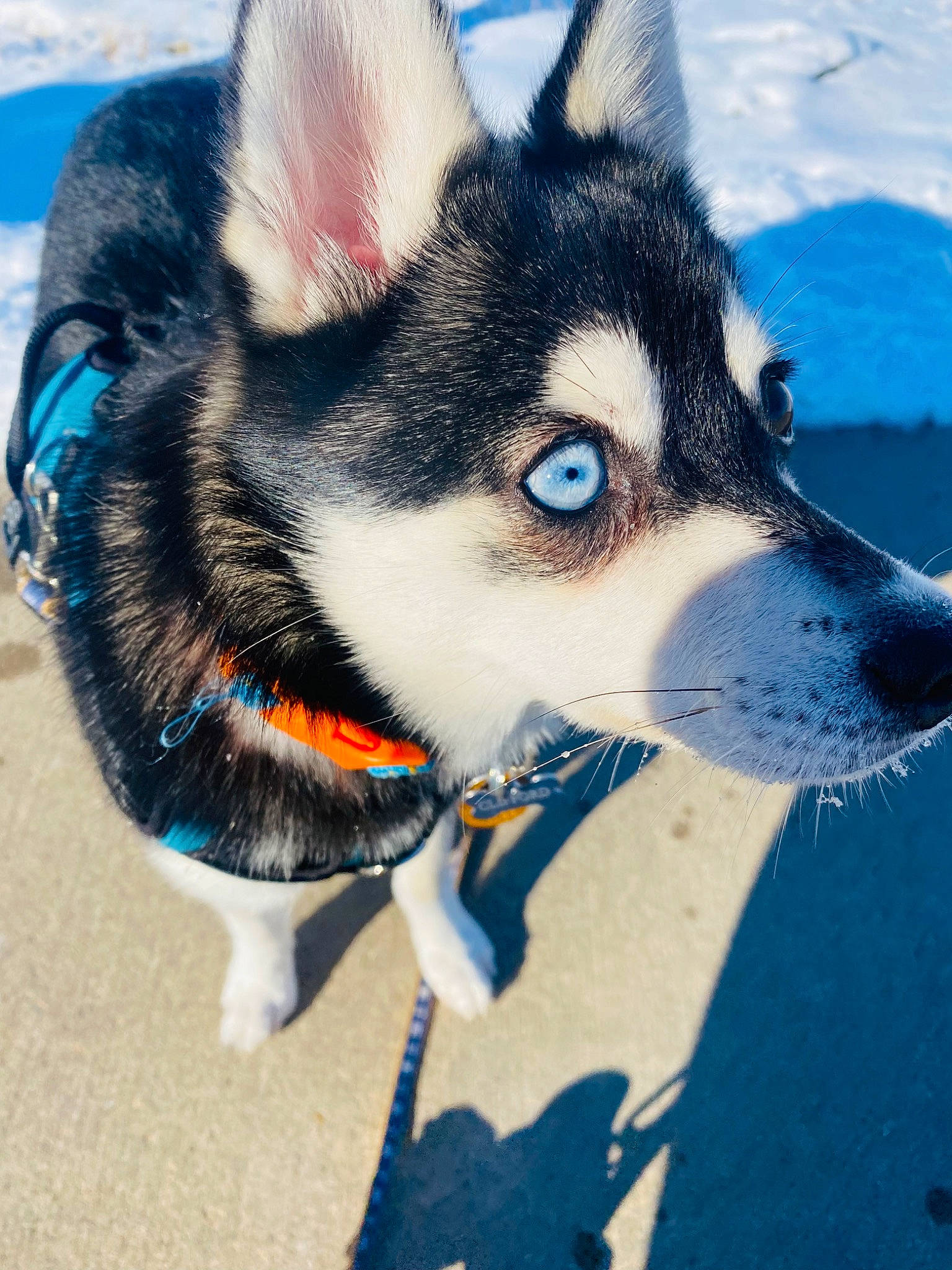 Clifford joined the competition — help win amazing prizes! ancient_dog_breeds, art, canidae, carnivore, collar, companion_dog, dog, dog_breed, electric_blue, eyewear, fashion_accessory, fur, herding_dog, shadow, sky, snout, sporting_group, whiskers, working_dog