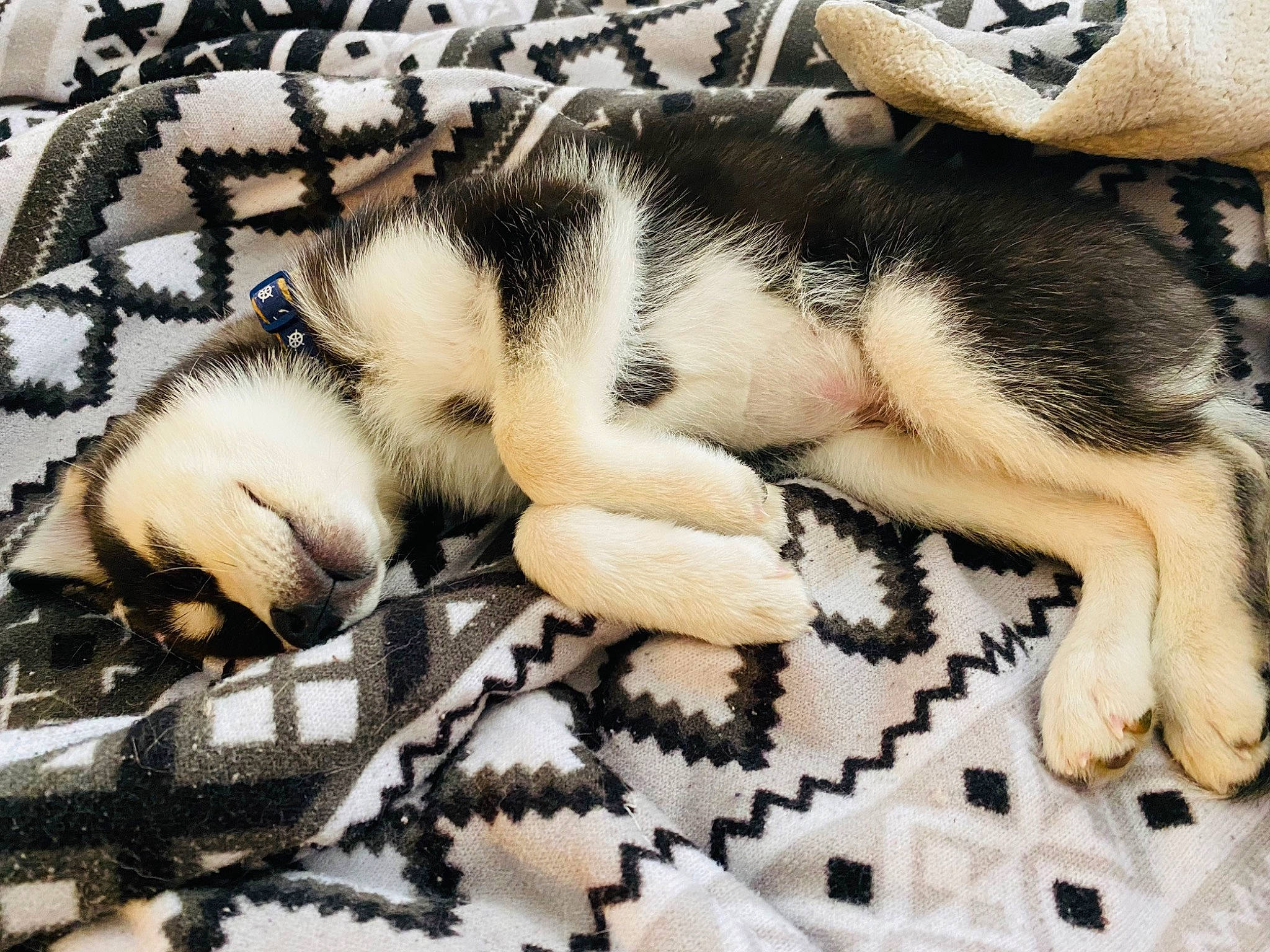 Clifford is registered to the contest to win money with this photo: canidae, carnivore, comfort, companion_dog, dog, dog_breed, fawn, felidae, foot, fur, linens, nap, pattern, paw, sleep, snout, sporting_group, tail, terrestrial_animal, whiskers