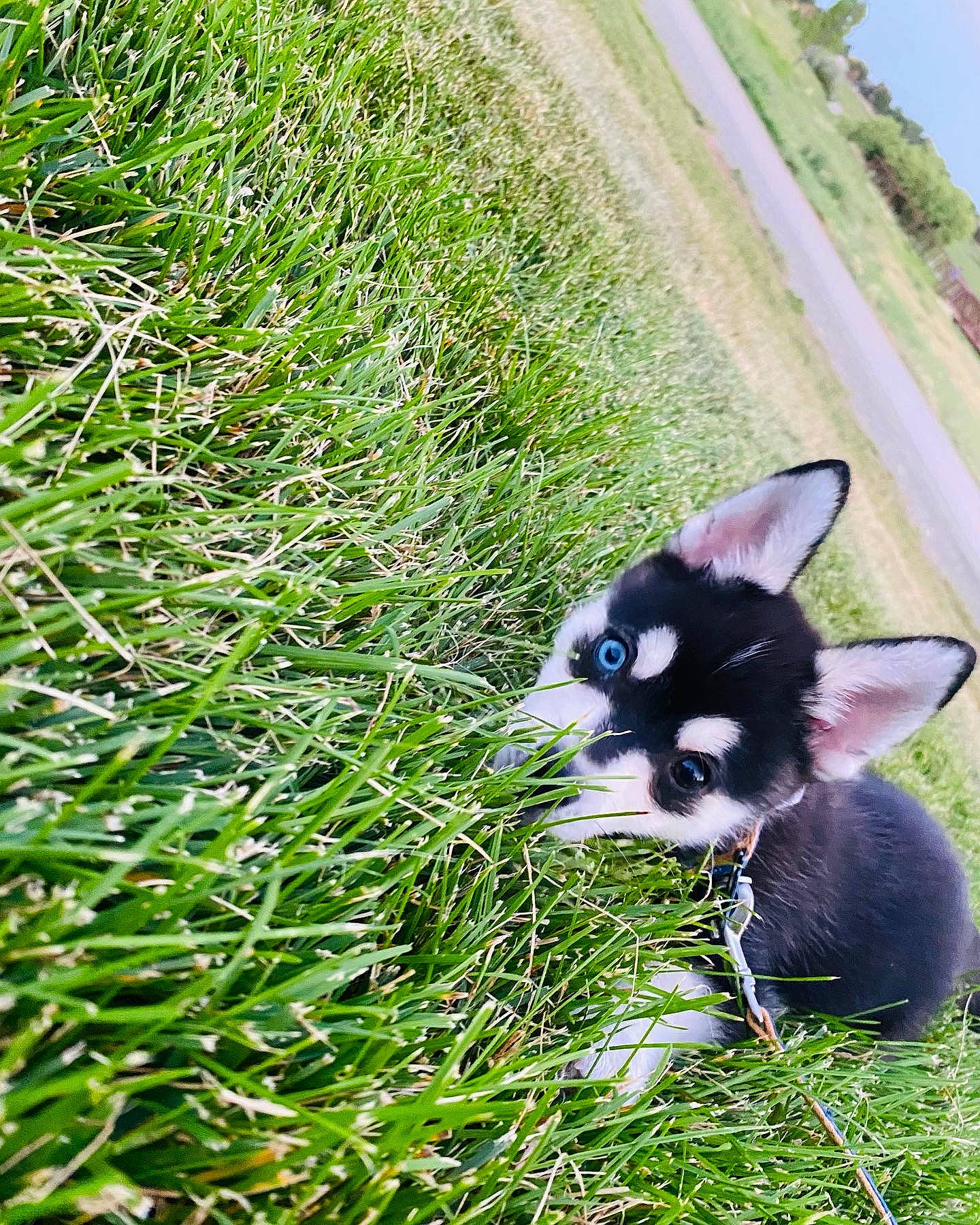 Clifford joined the competition — help win amazing prizes! carnivore, cat, companion_dog, dog_breed, fawn, felidae, fur, grass, grass_family, grassland, groundcover, herbaceous_plant, plant, shrub, small_to_medium_sized_cats, snout, tail, terrestrial_animal, whiskers, working_animal