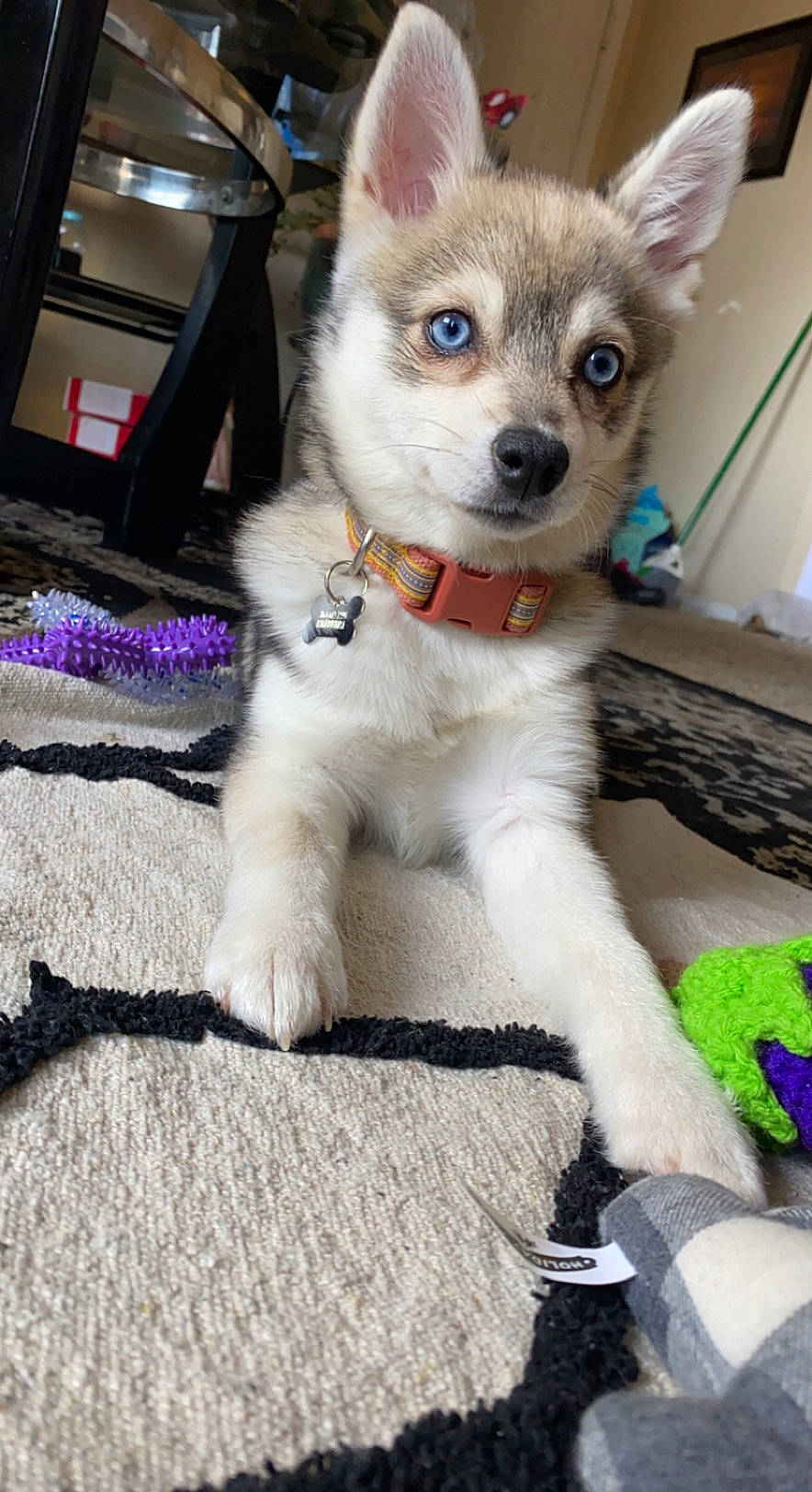 Chloe is registered to the contest to win money with this photo: canidae, carnivore, collar, companion_dog, dog, dog_breed, dog_supply, fawn, fur, non_sporting_group, snout, tail, terrestrial_animal, whiskers, working_animal