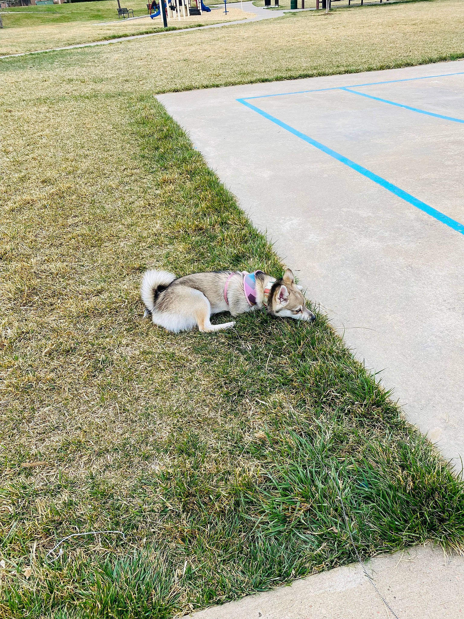 Chloe is registered to the contest to win money with this photo: asphalt, carnivore, city, companion_dog, dog, dog_breed, fawn, flooring, grass, grassland, groundcover, lawn, leisure, pasture, plant, recreation, road_surface, sidewalk, sporting_group, tail