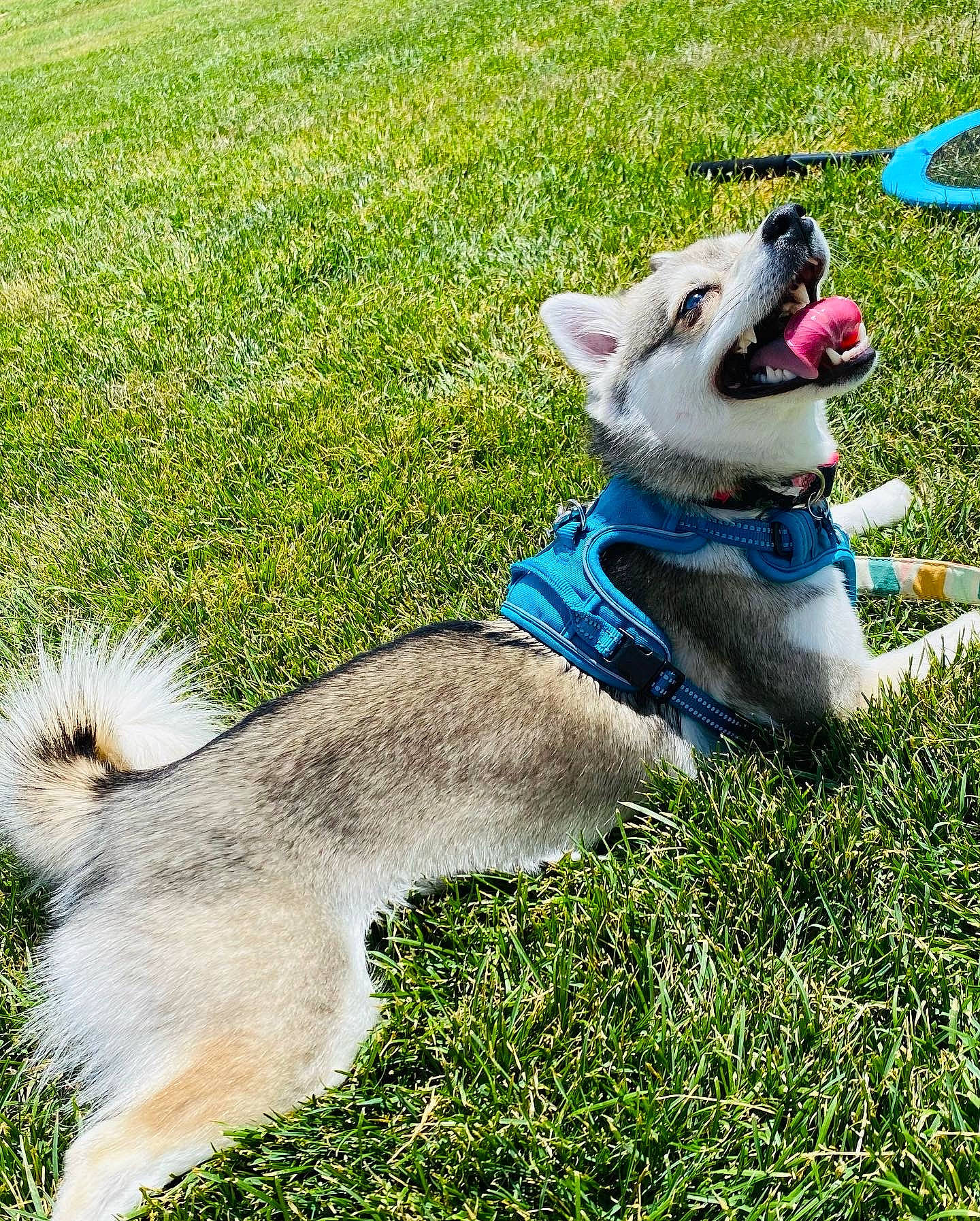 Chloe joined the competition — help win amazing prizes! canidae, carnivore, collar, companion_dog, dog, dog_breed, dog_collar, dog_supply, electric_blue, fawn, grass, leash, non_sporting_group, paw, pet_supply, snout, sporting_group, tail, terrestrial_animal, working_dog