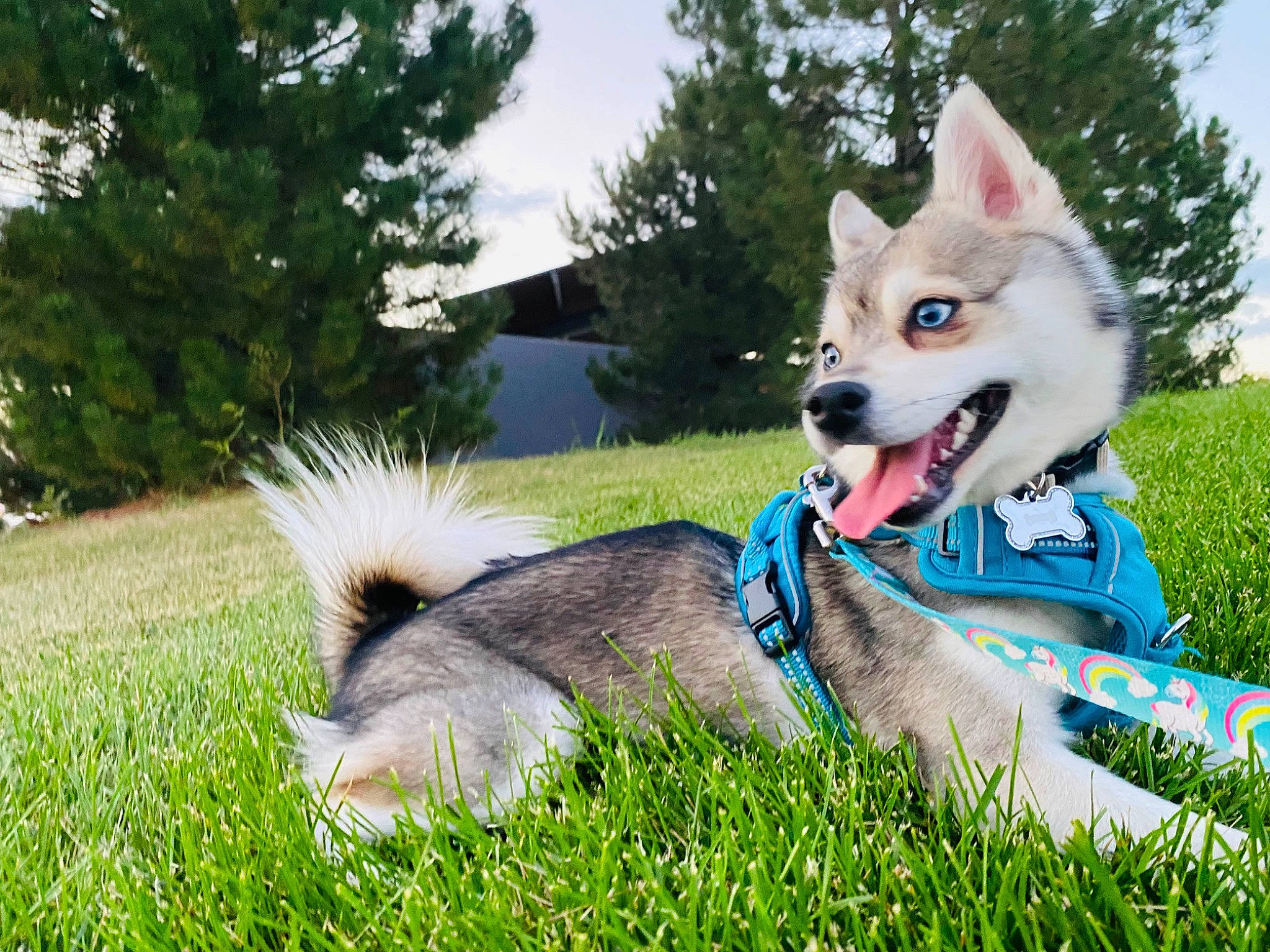 Chloe is registered to the contest to win money with this photo: canidae, carnivore, collar, companion_dog, dog, dog_breed, dog_clothes, dog_supply, electric_blue, fawn, grass, happy, leash, plant, sky, snout, spitz, sporting_group, tail, tree