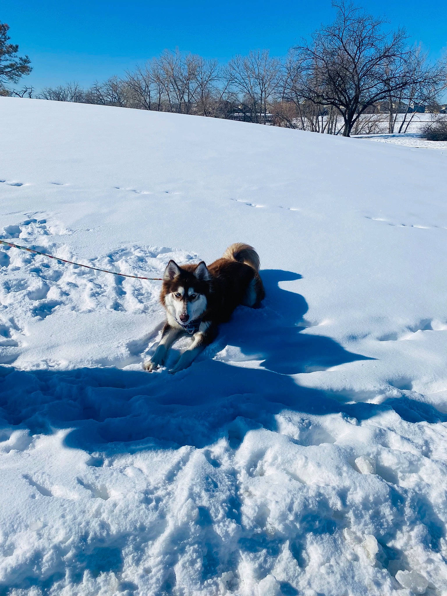 Canela is registered to the contest to win money with this photo: carnivore, cloud, dog, dog_breed, freezing, fun, geological_phenomenon, glacial_landform, hill, ice_cap, landscape, leisure, mountainous_landforms, people_in_nature, recreation, sky, slope, snow, tree, winter