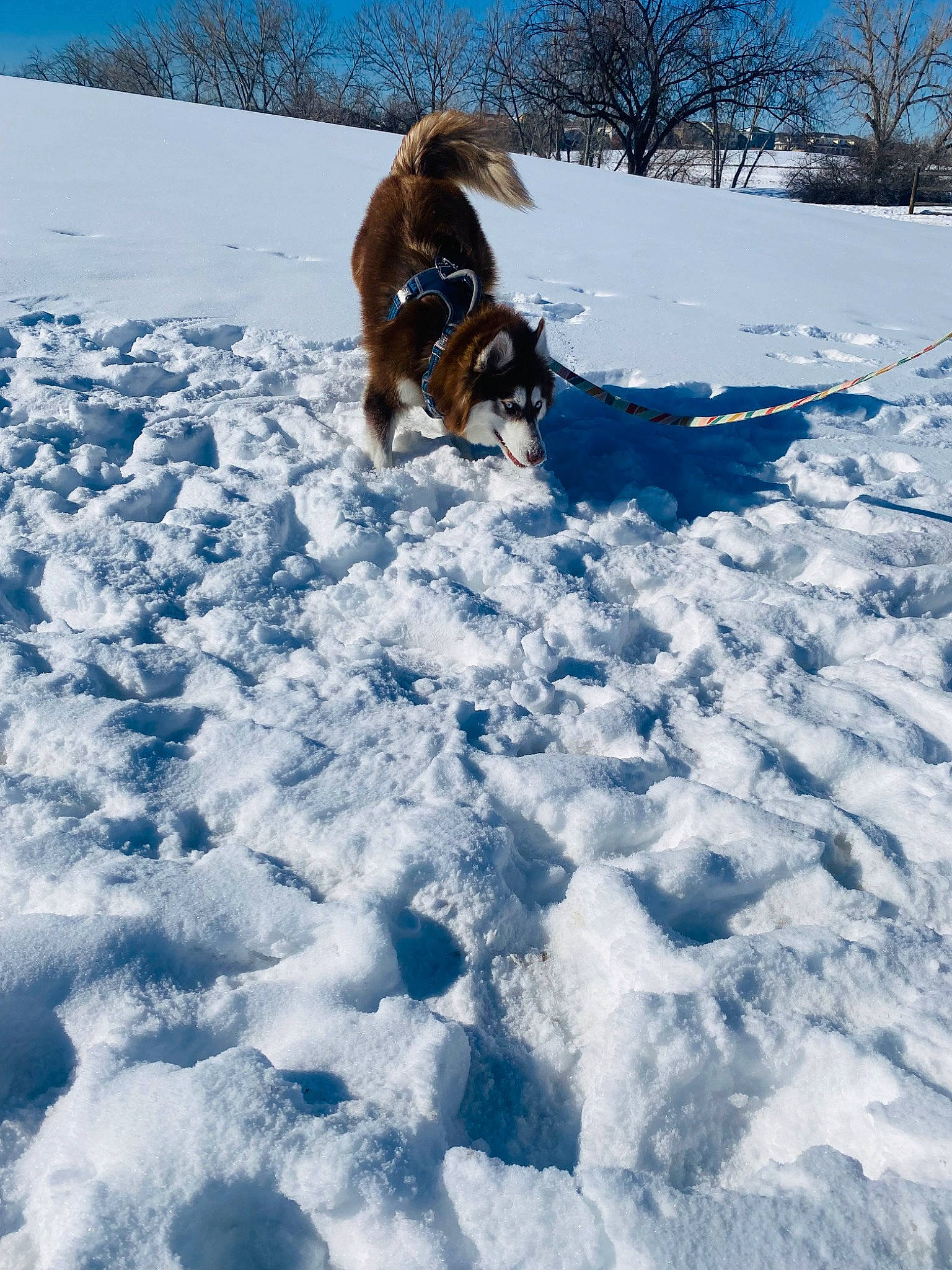 Canela joined the competition — help win amazing prizes! azure, canidae, carnivore, dog, dog_breed, electric_blue, fawn, freezing, geological_phenomenon, glacial_landform, ice_cap, landscape, recreation, sky, slope, snow, sporting_group, tree, winter, working_animal