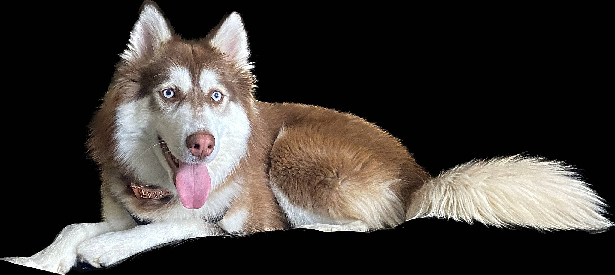 Canela is registered to the contest to win money with this photo: ancient_dog_breeds, canis, carnivore, companion_dog, darkness, dog, dog_breed, fang, flash_photography, fur, pack_animal, paw, plant, sitting, sled_dog, snout, terrestrial_animal, whiskers, wildlife, working_dog