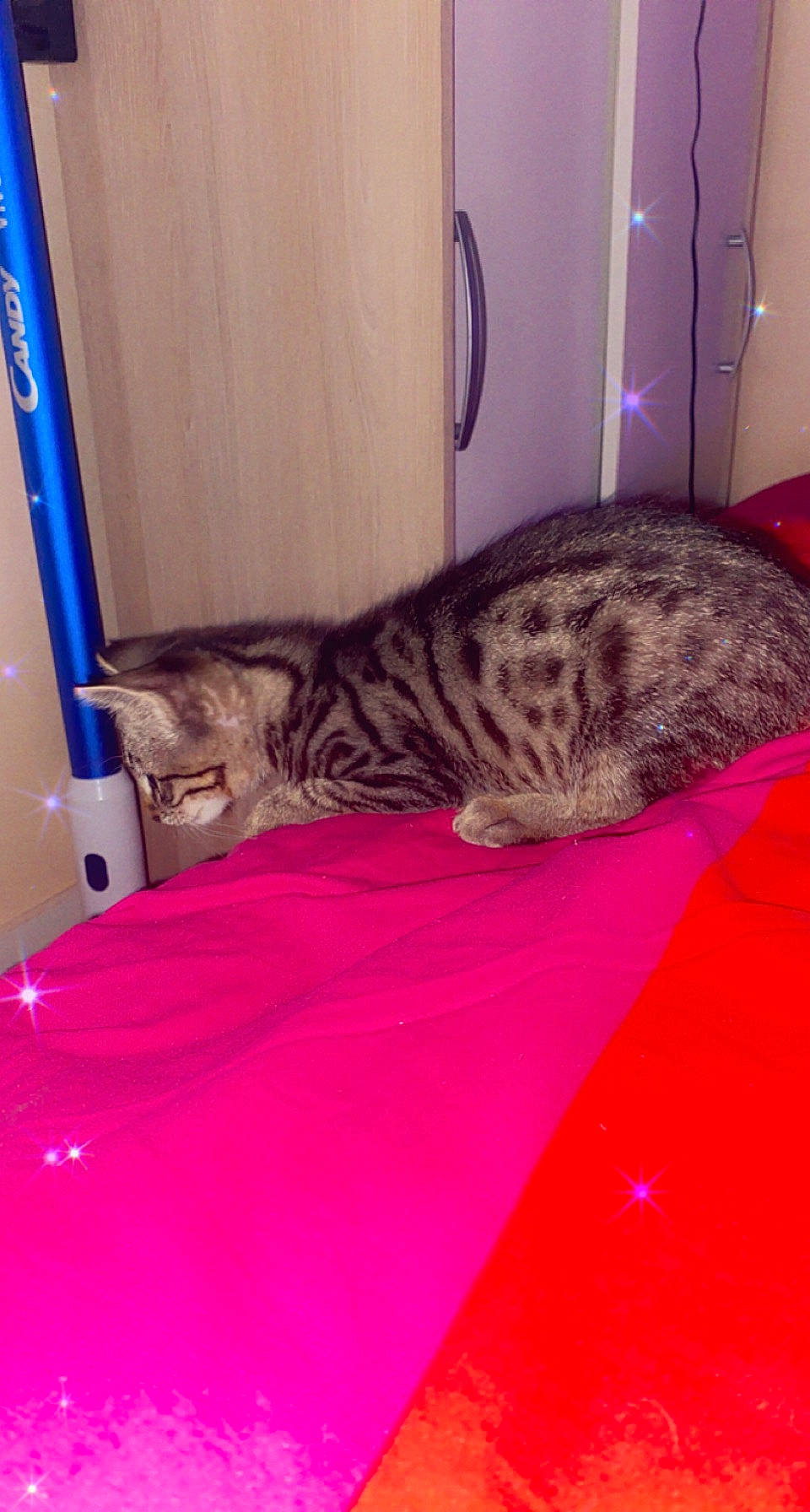 Jazz a rejoint le concours — aidez-le/la à gagner de superbes lots ! bed, carnivore, cat, comfort, domestic_short_haired_cat, felidae, floor, flooring, fur, linens, magenta, room, small_to_medium_sized_cats, snout, tail, terrestrial_animal, whiskers