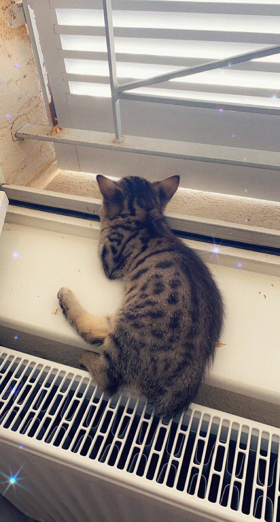 Jazz a rejoint le concours — aidez-le/la à gagner de superbes lots ! animal_shelter, carnivore, cat, comfort, domestic_short_haired_cat, felidae, fur, gas, laptop, light, line, mammal, pet_supply, room, small_to_medium_sized_cats, snout, tail, terrestrial_animal, vertebrate, whiskers