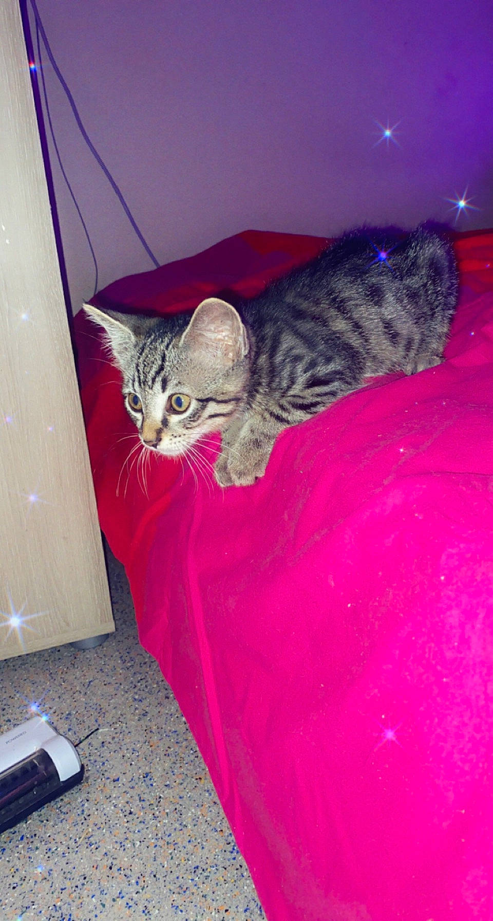 Jazz a rejoint le concours — aidez-le/la à gagner de superbes lots ! carnivore, cat, claw, comfort, domestic_short_haired_cat, door, felidae, fur, grey, magenta, mammal, office_supplies, paw, pink, room, small_to_medium_sized_cats, snout, tail, terrestrial_animal, whiskers