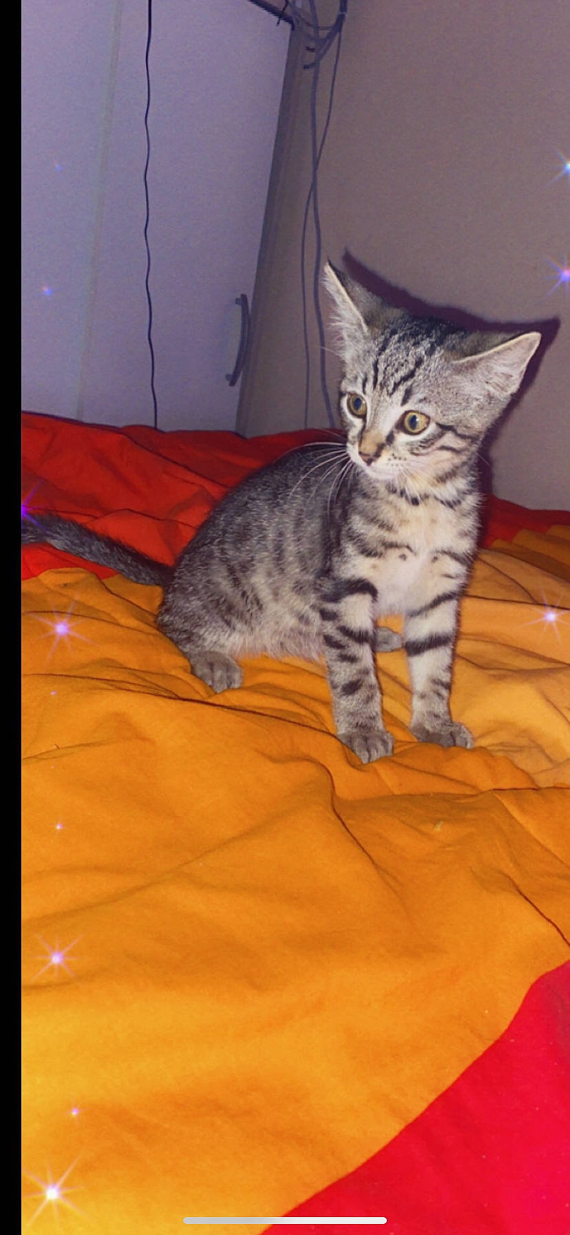 Jazz a rejoint le concours — aidez-le/la à gagner de superbes lots ! bed, carnivore, cat, cat_supply, comfort, domestic_short_haired_cat, door, felidae, flooring, fur, hardwood, linens, paw, room, small_to_medium_sized_cats, snout, tail, terrestrial_animal, whiskers, wood