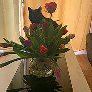 Nounouche participe au concours pour gagner de l'argent avec cette photo : cat, black_cat, flowers, tulips, rose, bouquet, vase, glass_vase, indoor, curtains, table, reflection, plants, leaves, wood_floor, cozy, pets, nature, still_life, home