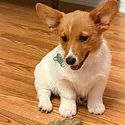Truman joined the competition — help win amazing prizes! corgi, puppy, dog, pet, animal, cute, ears, floor, wooden_floor, toy, indoor, young_animal, playful, fur, sitting, brown_and_white, adorable, companion, domestic_animal, paw