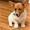 corgi, puppy, dog, pet, animal, cute, ears, floor, wooden_floor, toy, indoor, young_animal, playful, fur, sitting, brown_and_white, adorable, companion, domestic_animal, paw