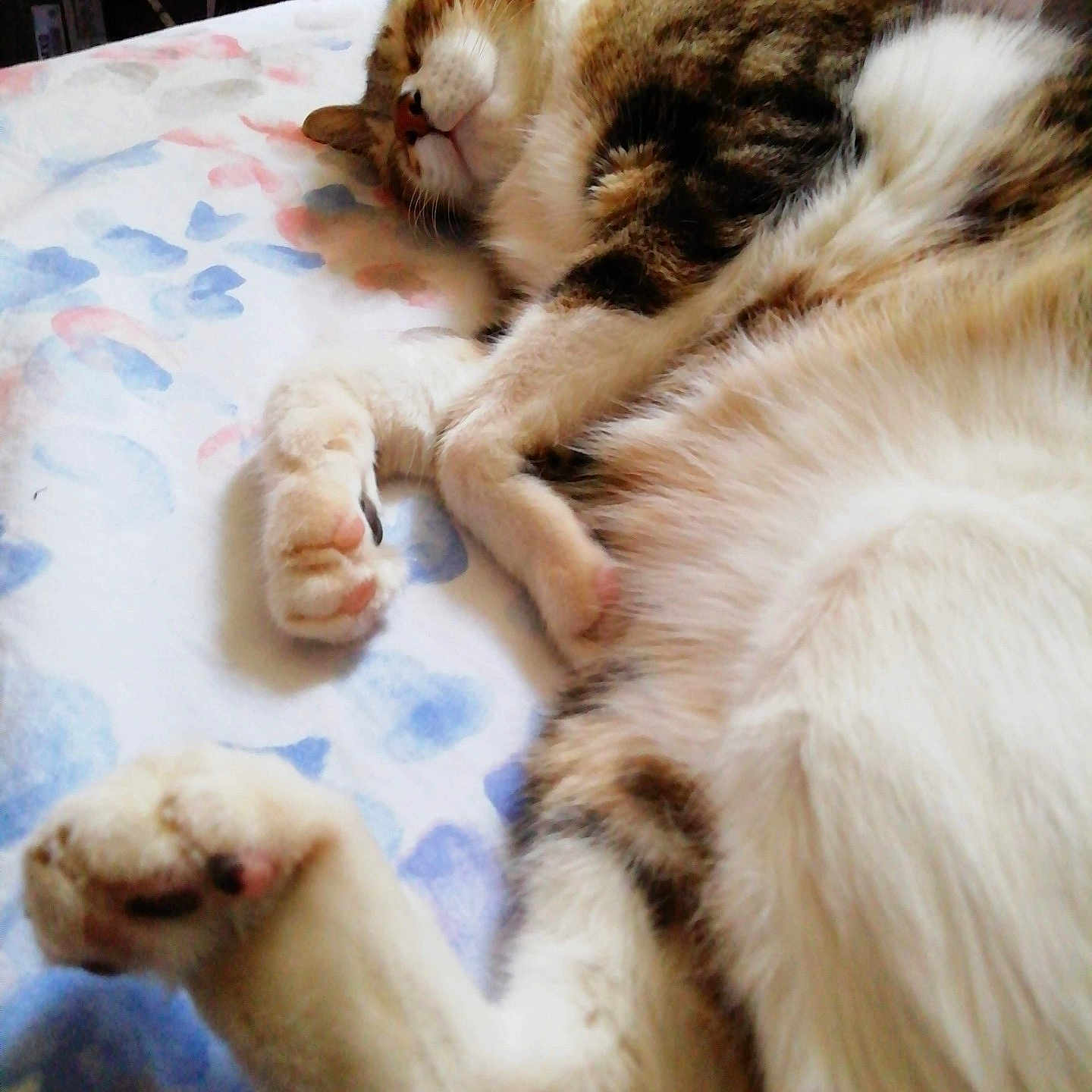 Pazuzu participe au concours pour gagner de l'argent avec cette photo : animal, bed, cat, closeup, cozy, cute, domestic, floral_pattern, fur, indoor, mammal, paws, pet, relaxed, resting, sleeping, soft, tabby, whiskers, white_fur
