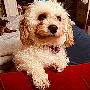 Noel Wolfe is registered to the contest to win money with this photo: dog, curly_hair, white_dog, brown_dog, pet, bed, blanket, indoor, cozy, resting, collar, fur, animal, cute, companion, laying, relaxed, household, domestic, portrait