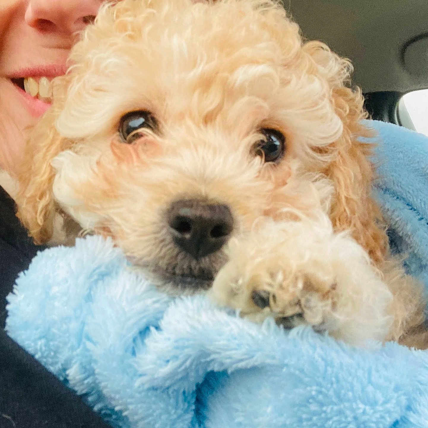 Noel Wolfe is registered to the contest to win money with this photo: puppy, dog, curly_hair, blue_blanket, person, glasses, smile, close_up, face, paw, cozy, indoor, cute, pet, snuggle, warm, soft_texture, happy, companion, portrait