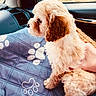 Noel Wolfe joined the competition — help win amazing prizes! puppy, dog, curly_fur, car_interior, blue_blanket, paw_prints, window, hand, pet, cute, fluffy, side_view, seat, calm, domestic_animal, companion, travel, indoor, soft_texture, resting