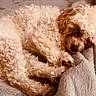 Noel Wolfe joined the competition — help win amazing prizes! dog, sleeping, curly_hair, blanket, cozy, fur, resting, pet, cute, indoors, relaxing, animal, canine, companion, fur_texture, soft, laying_down, domestic, cute_pet, nap