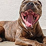 Usko participe au concours pour gagner de l'argent avec cette photo : dog, brindle, canine, tongue, teeth, yawning, lying_down, paw, tile_floor, closeup, outdoor, sunlight, pet, muzzle, snout, happy, relaxed, animal, brown, white_patch