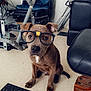 Usko a rejoint le concours — aidez-le/la à gagner de superbes lots ! dog, glasses, indoor, floor, chair, table, brown_dog, pet, seated, looking_at_camera, furniture, home, black_glasses, ears, face, eyes, paws, floor_tiles, domestic, cute