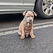 Usko a rejoint le concours — aidez-le/la à gagner de superbes lots ! puppy, dog, sitting, parking_lot, car, tire, asphalt, collar, brown_dog, young_dog, pet, outdoor, vehicle, road_markings, cute, animal, canine, single_animal, daylight, small_dog