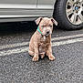 puppy, dog, sitting, parking_lot, car, tire, asphalt, collar, brown_dog, young_dog, pet, outdoor, vehicle, road_markings, cute, animal, canine, single_animal, daylight, small_dog