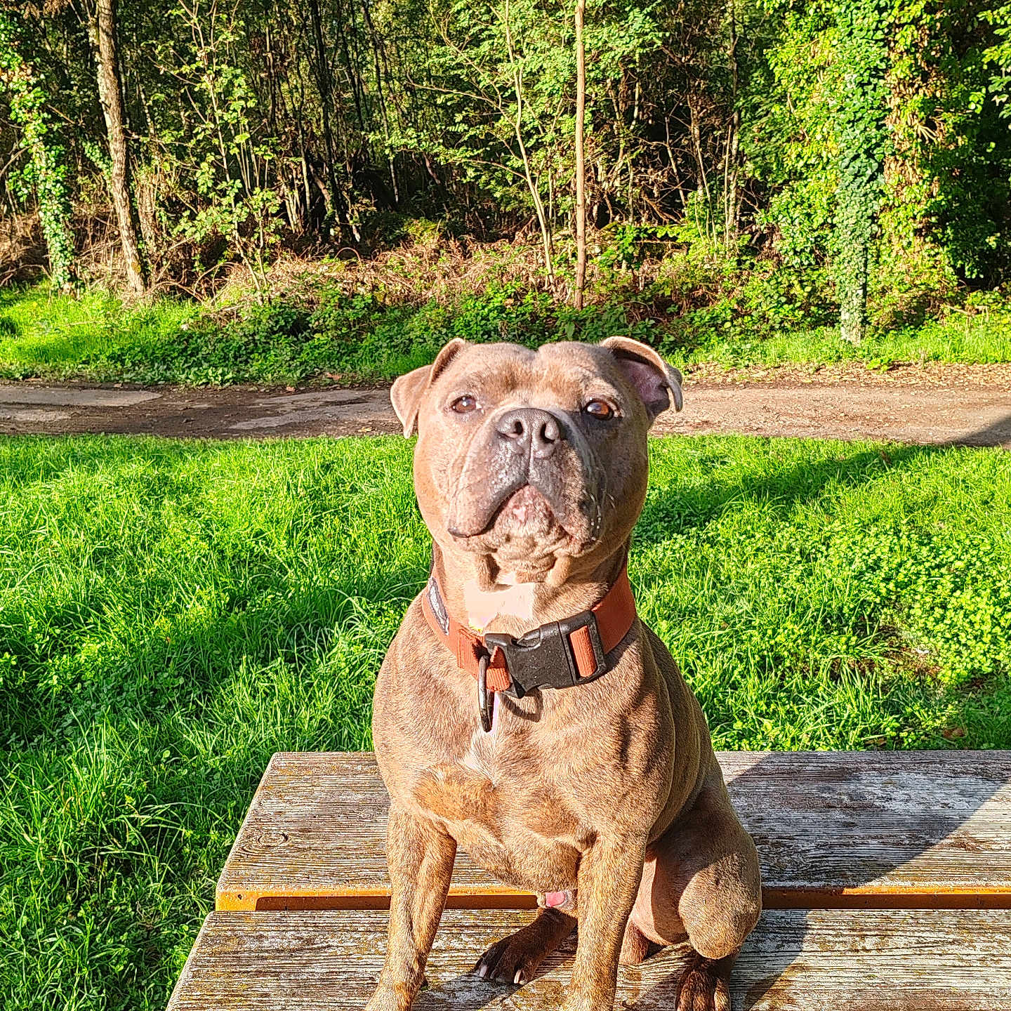 Usko participe au concours pour gagner de l'argent avec cette photo : alert, animal, brindle, canine, collar, companion, daylight, dog, forest, grass, greenery, mammal, nature, outdoor, park, pet, picnic_table, sitting, sunlight, wood