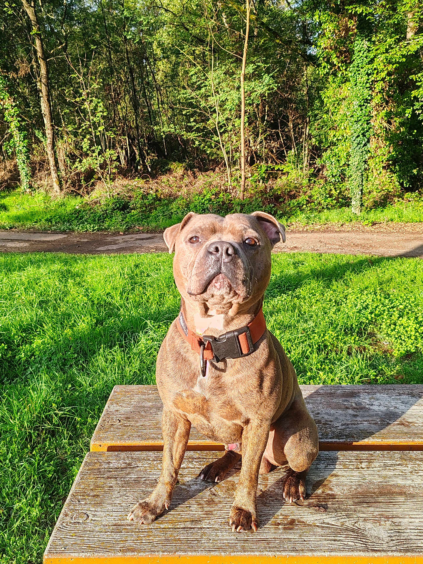 Usko participe au concours pour gagner de l'argent avec cette photo : dog, brindle, pet, animal, outdoor, picnic_table, grass, forest, sunlight, nature, collar, sitting, canine, daylight, wood, greenery, park, mammal, alert, companion