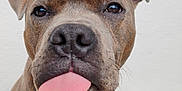 Usko a rejoint le concours — aidez-le/la à gagner de superbes lots ! dog, brindle, tongue_out, close_up, pet, animal, canine, playful, sitting, outdoor, tile_floor, white_wall, cute, friendly, fur, ears, nose, whiskers, muzzle, expression