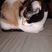 Patches joined the competition — help win amazing prizes! cat, calico, pet, feline, animal, bed, resting, fur, whiskers, yellow_eyes, indoor, cute, sleepy, closeup, domestic_animal, cozy, soft, quiet, calm, relaxed