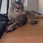 Alpha a rejoint le concours — aidez-le/la à gagner de superbes lots ! cat, fluffy, long_hair, gray, tabby, pet, animal, feline, sitting, lying_down, indoors, wooden_table, keys, office, furniture, portrait, close_up, yellow_eyes, whiskers, relaxed